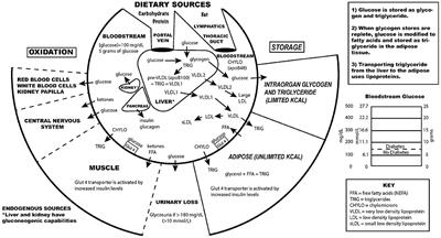 Type 2 Diabetes Mellitus: A Pathophysiologic Perspective